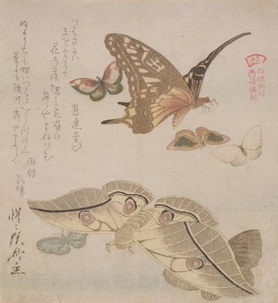 「つばさにわ...」（詩の最初の行）、シリーズ「蝶の図解」、c.1804-18（木版画） 作： Kubo Shumman